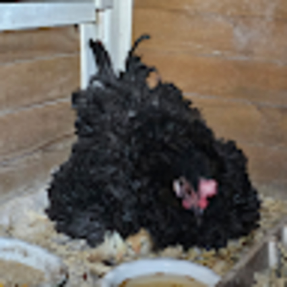 Meet your Posher, Jean